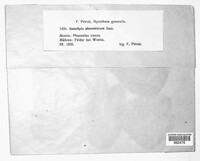 Boeremia exigua image